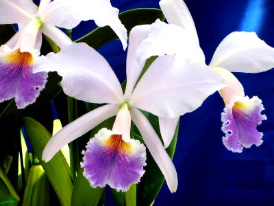 Cattleya jenmanii forma coerulea Cielo Azul
