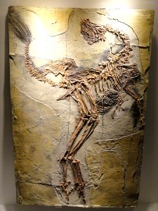 Caudipteryx zoui, feathered dinosaur plate, Early Cretaceous, Yixian Formation, Liaoning, China - Houston Museum of Natural Science - DSC01866
