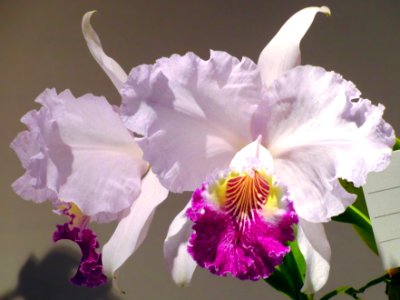 Cattleya lueddemanniana forma coerulea Golden Try