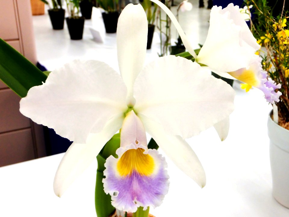 Cattleya gaskelliana forma coerulea Gnomos