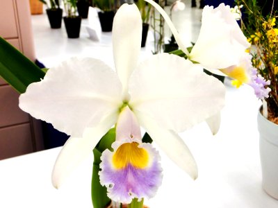 Cattleya gaskelliana forma coerulea Gnomos