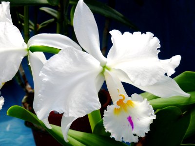 Cattleya warneri forma semi-alba