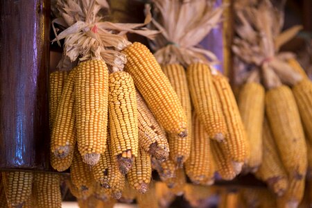 Dried crop harvest