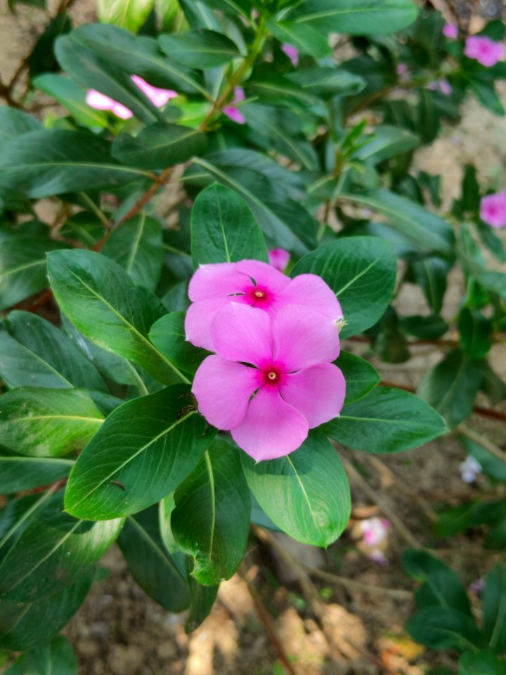 Catharanthus roseus, commonly known as bright eyes, Cape periwinkle, graveyard plant, Madagascar periwinkle, old maid, pink periwinkle, rose periwinkle