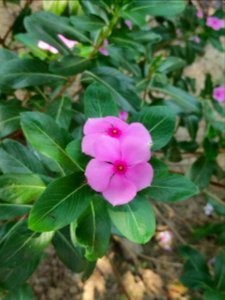 Catharanthus roseus, commonly known as bright eyes, Cape periwinkle, graveyard plant, Madagascar periwinkle, old maid, pink periwinkle, rose periwinkle