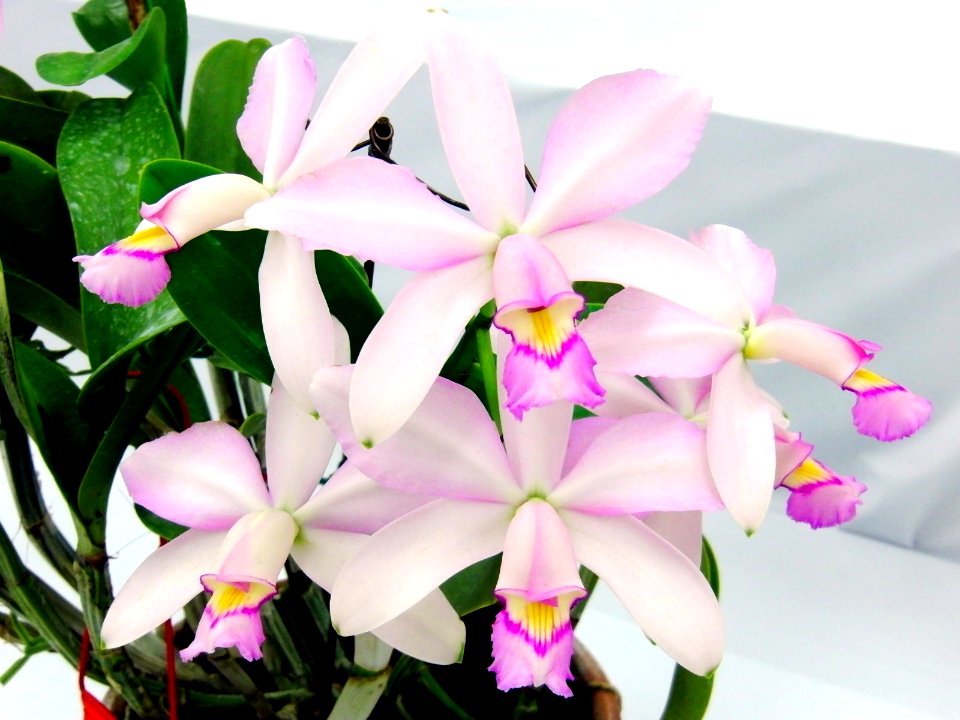 Cattleya violacea forma suavissima Coronet