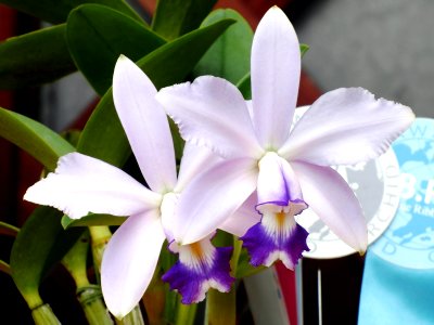 Cattleya violacea forma coerulea Hiro-Oishi