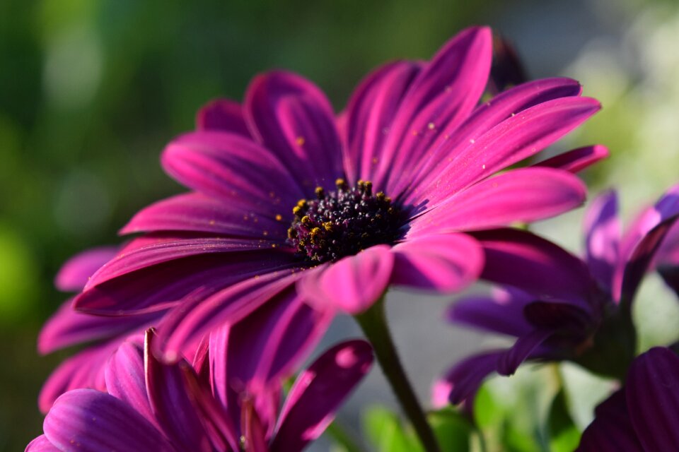 Bloom close up beautiful