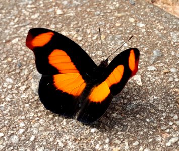 Catonephele perto da estação Eugênio Lefevre