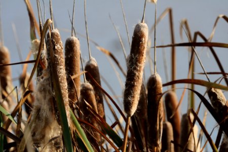 Cattails In Wildlife Sanctuary (181154637)