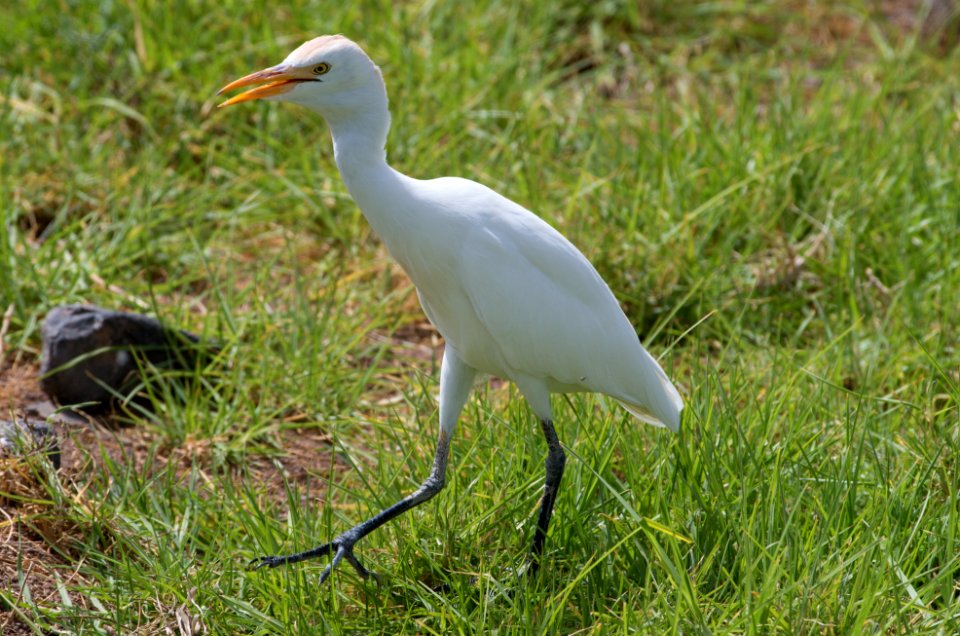 Cattle egret (Bubulcus ibis),Fuerteventura