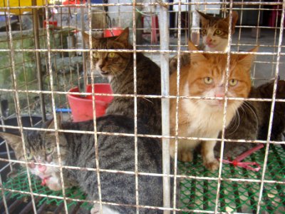 Cats at a cat meat restaurant - 04