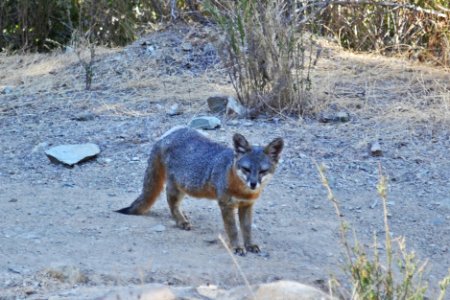 Catalina Island Fox (Urocyon littoralis catalinae) standing and looking