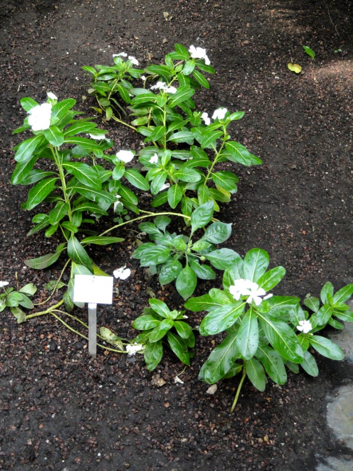 Catharanthus roseus - Palmengarten Frankfurt - DSC01825