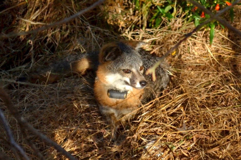 Catalina Island Fox (Urocyon littoralis catalinae) looking at something