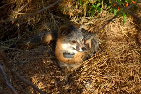 Catalina Island Fox (Urocyon littoralis catalinae) looking at something