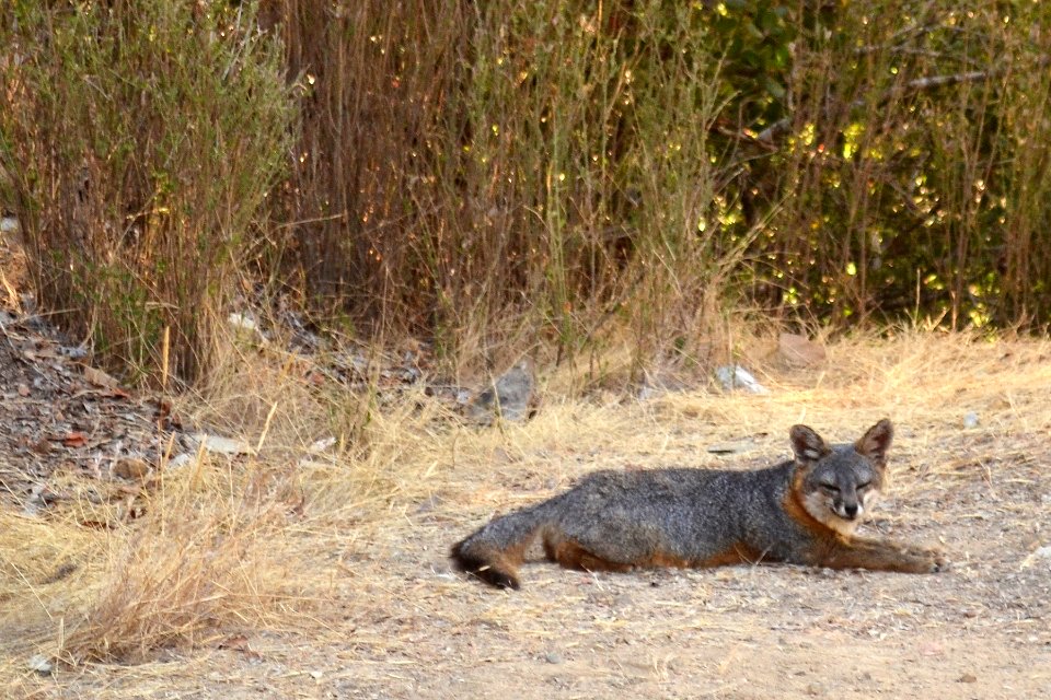 Catalina Island Fox (Urocyon littoralis catalinae) lying down