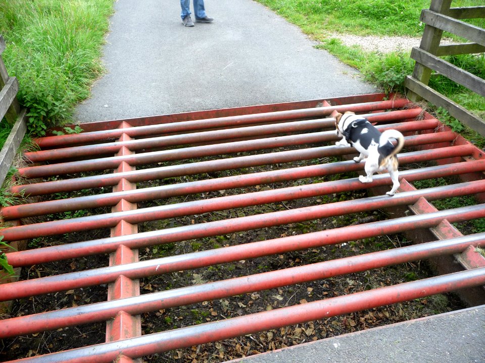 Cattle grid 01