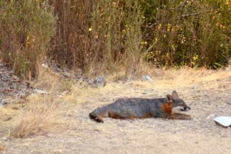 Catalina Island Fox (Urocyon littoralis catalinae) resting