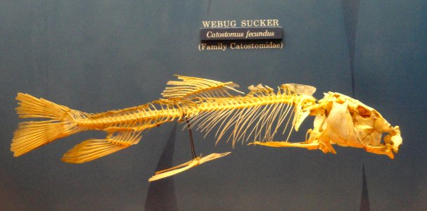Catostomus fecundus skeleton - National Museum of Natural History, United States - DSC08532