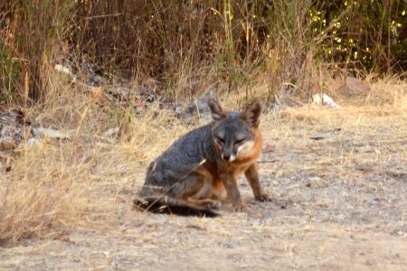 Catalina Island Fox (Urocyon littoralis catalinae) sitting on trail