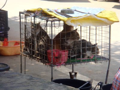 Cats at a cat meat restaurant - 05 photo