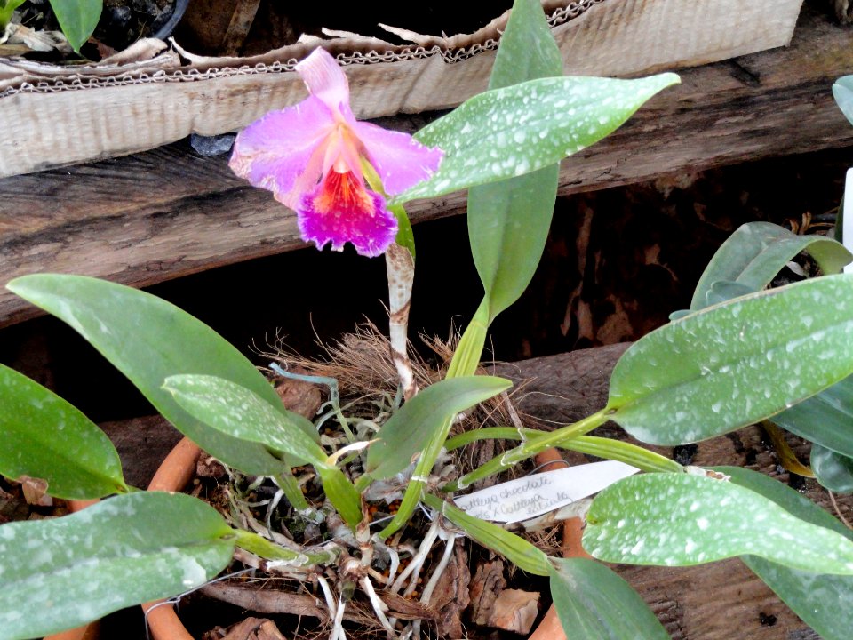 Cattleya chocolate - Orchid Nursery Margaret Mee - DSC09742