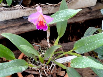 Cattleya chocolate - Orchid Nursery Margaret Mee - DSC09742