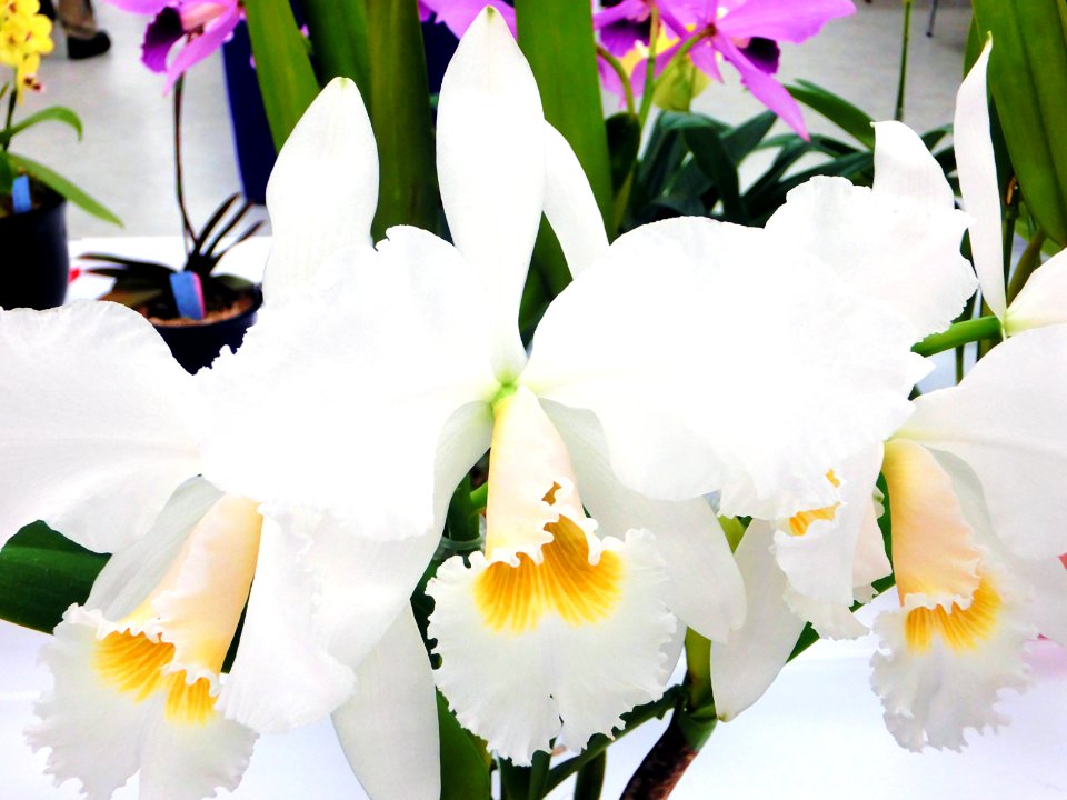 Cattleya gaskelliana forma alba Sara