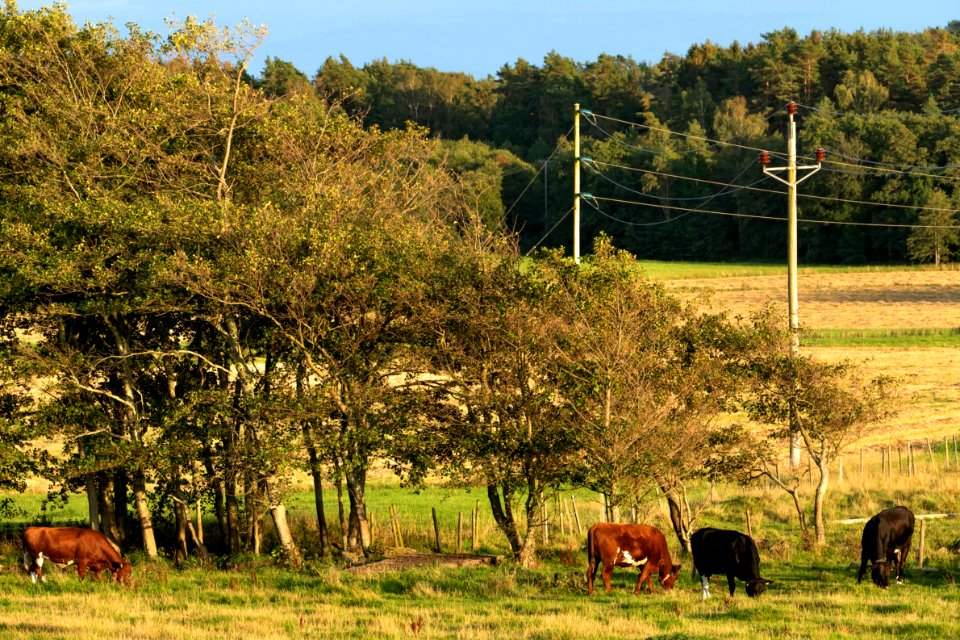 Cattle in Norrkila 2