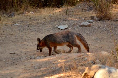 Catalina Island Fox (Urocyon littoralis catalinae) yawning and walking