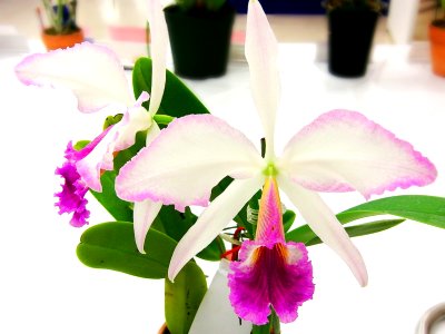 Cattleya jenmanii forma fantasia Fantasy
