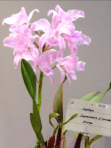 Cattleya lawrenceana forma concolor Diana