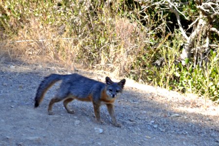 Catalina Island Fox (Urocyon littoralis catalinae) walking and looking at camera