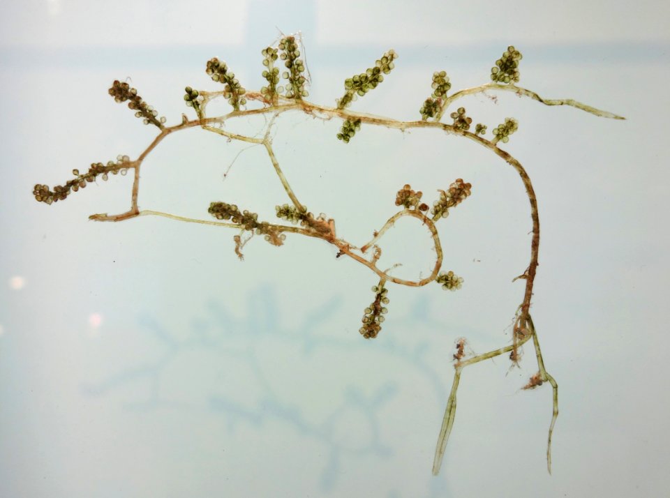 Caulerpa lentillifera - National Museum of Nature and Science, Tokyo - DSC06909