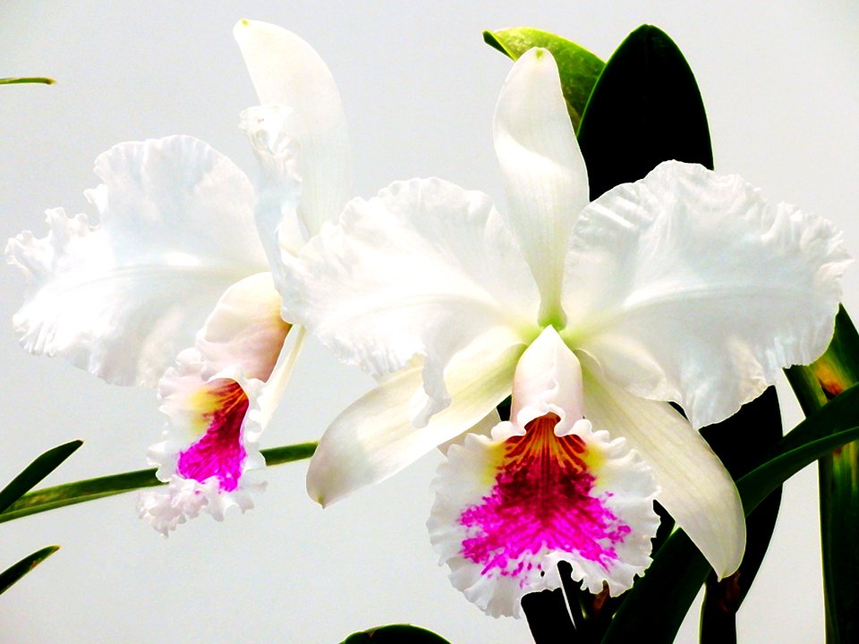 Cattleya jenmanii forma semi-alba K-D-Gonzallez