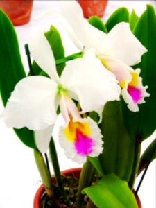 Cattleya gaskelliana forma semi-alba Hansa