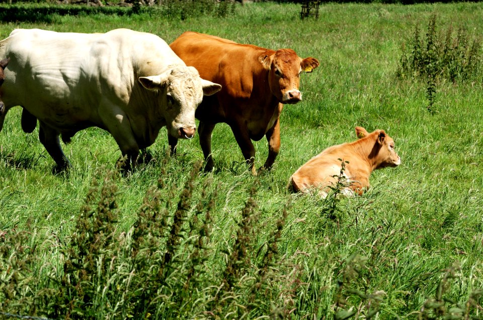 Cattle-Hertfordshire-20050613-032