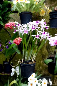 Cattleya purpurata (Laelia purpurata) - Longwood Gardens - DSC01188