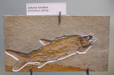 Caturus furcatus - Museum fur Naturkunde, Berlin - DSC00010
