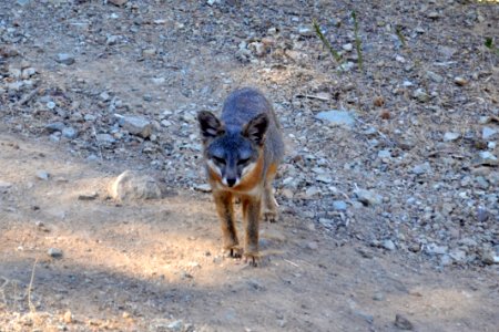 Catalina Island Fox (Urocyon littoralis catalinae) looking at camera