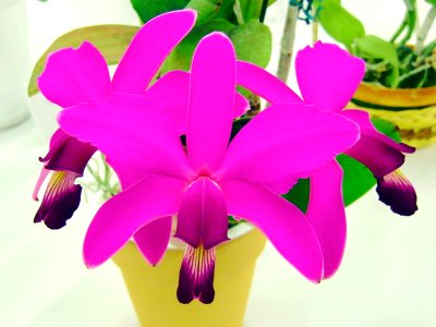 Cattleya violacea tipo