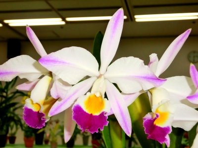 Cattleya wallisii forma pincelada Estrela do Norte