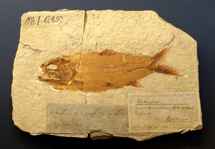 Caturus furcatus - Museum fur Naturkunde, Berlin - DSC09940