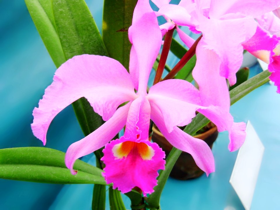 Cattleya lawrenceana tipo Tetra