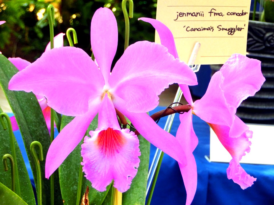 Cattleya jenmanii forma concolor Canaimas Smuggler