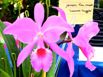 Cattleya jenmanii forma concolor Canaimas Smuggler