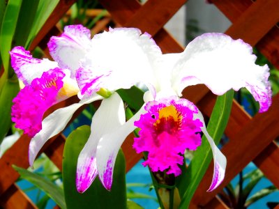 Cattleya mossiae forma aquinii Canaima's Paradise