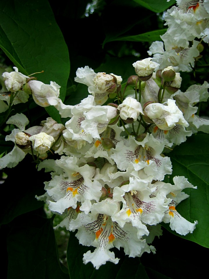 Catalpa speciosa, 2015-06-02, Homewood Cemetery, 01