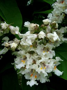 Catalpa speciosa, 2015-06-02, Homewood Cemetery, 01